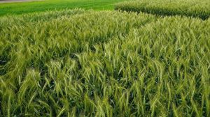 Фахівці НААН підбили підсумки поширеності хвороб на посівах зернових культур в Україні