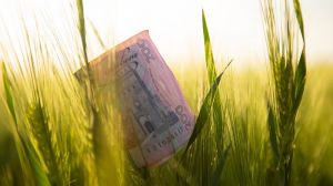 Аналітики повідомили про падіння цін на пшеницю та ячмінь після старту жнив 