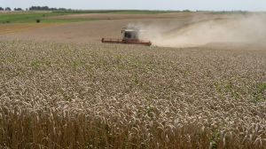 Урожайність сільгоспкультур у Польщі очікується нижчою, ніж торік, — прогноз