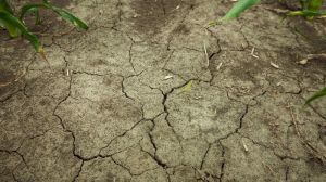 Синоптики прогнозують посуху в Казахстані: агрометеорологічні умови липня 2021 р.