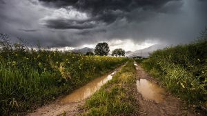 Підбито підсумки нищівних злив у Криму: втрати врожаю