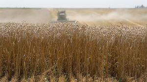 Фахівці USDA підвищили прогноз урожаю пшениці в Україні