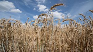У Білорусі посушлива та спекотна погода погіршила стан посівів зернових культур
