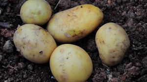 Аграрії Херсонщини втратили до третини врожаю картоплі: обвал цін