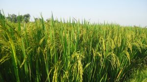 Опубліковано результати аналізу фітосанітарного стану посівів рису в Україні