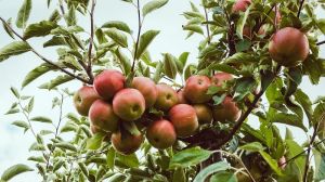 На Черкащині розпочався літ метеликів яблуневої плодожерки другого покоління
