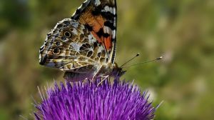 На Черкащині проходить літ метеликів чортополохівки: названо методи боротьби