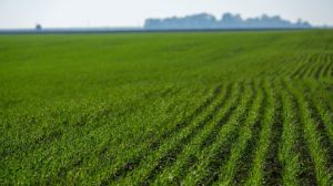Аграріям розповіли, як ефективно контролювати поширеність сажки на полях пшениці