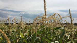 В UKRAVIT розповіли, як надійно захистити кукурудзу від шкідників