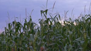 На Херсонщині пройде кукурудзяний День поля: зрошення і no-till — запрошення