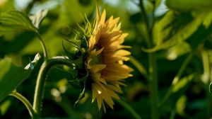 Аграрії Черкащини можуть отримати рекордний урожай соняшнику, — прогноз