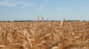 Надмірні дощі на Півдні України значно знизили якість зерна озимих культур