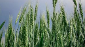 Селекціонери з України розробляють безглютенові сорти пшениці та ячменю