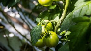 У Держпродспоживслужбі розповіли, як боротись з фітофторозом на помідорах