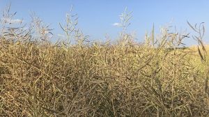 Аналітики озвучили прогноз урожайності ріпаку в Україні