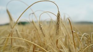За останні 30 років валовий збір зерна в Україні виріс майже вдвічі: детальна статистика