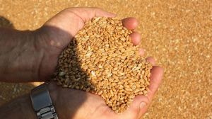 Українські аграрії зібрали понад 24 млн тонн зерна агросезону-2021: аналітика