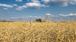 Аграрії двох областей України завершили збирання ріпаку: аналітика
