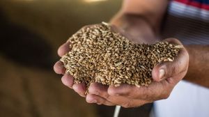 Херсонщина першою завершила збирання врожаю озимої пшениці