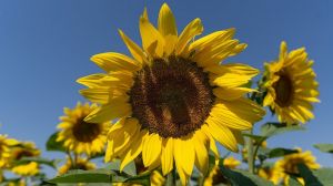 До 77% посівів соняшнику уражено шкідниками: названо засоби захисту рослин