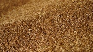 Українські аграрії намолотили близько 35 млн тонн зерна ранніх культур