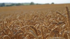 Зростання цін на пшеницю продовжується, — експерти