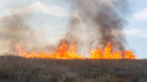 У Туреччині згоріло понад 65 тис. га орних земель та близько 1 тис. га теплиць