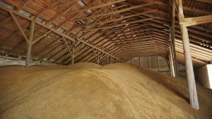 На елеватори Прометея надійшло на 20-30% більше зерна, ніж минулого року