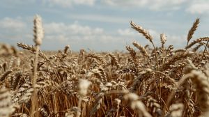 Прогноз виробництва пшениці в світі падає, а в Україні зростає, — USDA