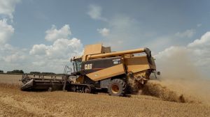 Українські аграрії зібрали понад 42 млн тонн зерна ранніх культур