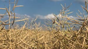 У Німеччині прогнозується зниження врожайності сільгоспкультур, якість зерна падає