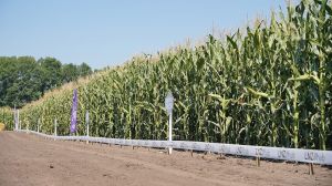 Випробування гібридів кукурудзи, соняшнику, та технологій вирощування культур на Черкащині: що побачили аграрії