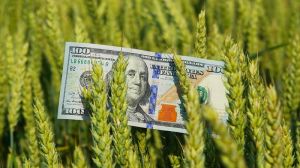 Аналітики прогнозують підвищення вартості зернових в Україні