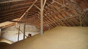Елеватори ГК Прометей прийняли вже понад 320 тис. тонн зерна врожаю-2021