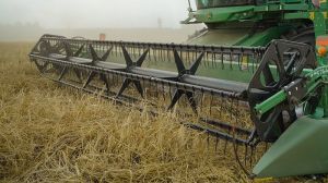 Урожайність ранніх зернових на Черкащині сягає 7,8 т/га: підсумки жнив
