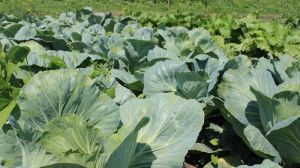 В Україні бракує вологи для вирощування овочів, — думка