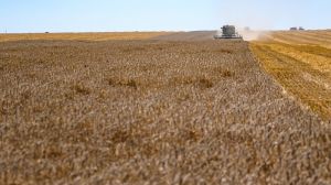 В Азербайджані завершується збирання ранніх зернових: названо врожайність