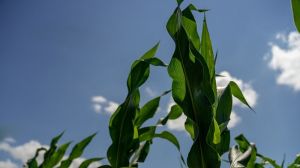 До 13% качанів кукурудзи в Україні пошкоджено стебловим метеликом