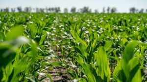 SAATBAU PROBSTDORFER запрошує аграріїв на день поля — Інновації у виробництві кукурудзи