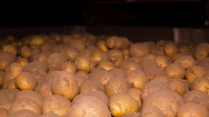Виробництво картоплі в Україні впало на 13%, — Мінагрополітики
