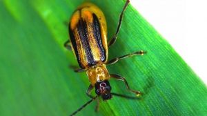 Західний кукурудзяний жук шкодить посівам на Тернопільщині, — Держпродспоживслужба