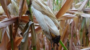 Валовий збір кукурудзи в Бразилії на 20 млн тонн нижче, ніж торік
