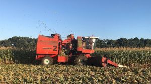 Аграрії України почали збирати кукурудзу, врожайність досить низька