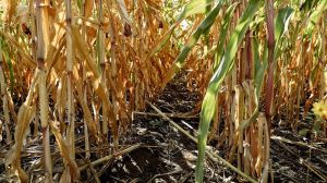 До 15% посівів кукурудзи у США знаходиться у незадовільному та дуже поганому стані