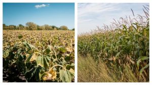 У Держпродспоживслужбі оновили дані про фітосанітарний стан соняшнику та кукурудзи