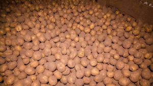 На Тернопільщині очікується рекордний урожай картоплі