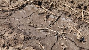 На полях під сівбу озимих відзначається ґрунтова посуха — Гідрометцентр