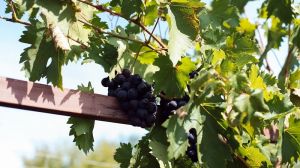 Урожай винограду в Україні очікується рекордно низьким, — у 5-6 разів нижче минулорічного