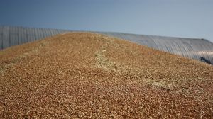 Вартість зернових в Україні черговий раз зросла, — звіт Zernotorg.ua за 21 вересня