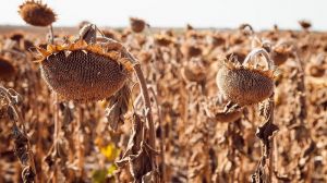 Показник урожайності соняшника на Запоріжжі один із найнижчих в Україні